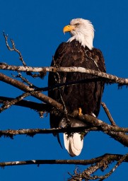 423px-Haliaeetus_leucocephalus_-Skagit_valley-8-2c.jpg